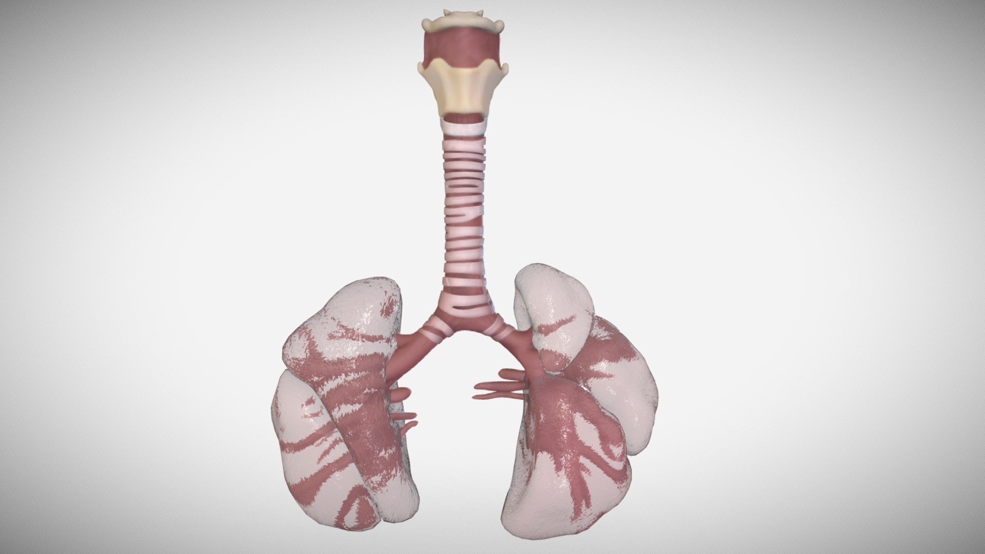 Fetus Lungs week sixteen (16) 3d model