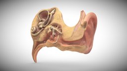 Fetal ear cross-section week sixteen