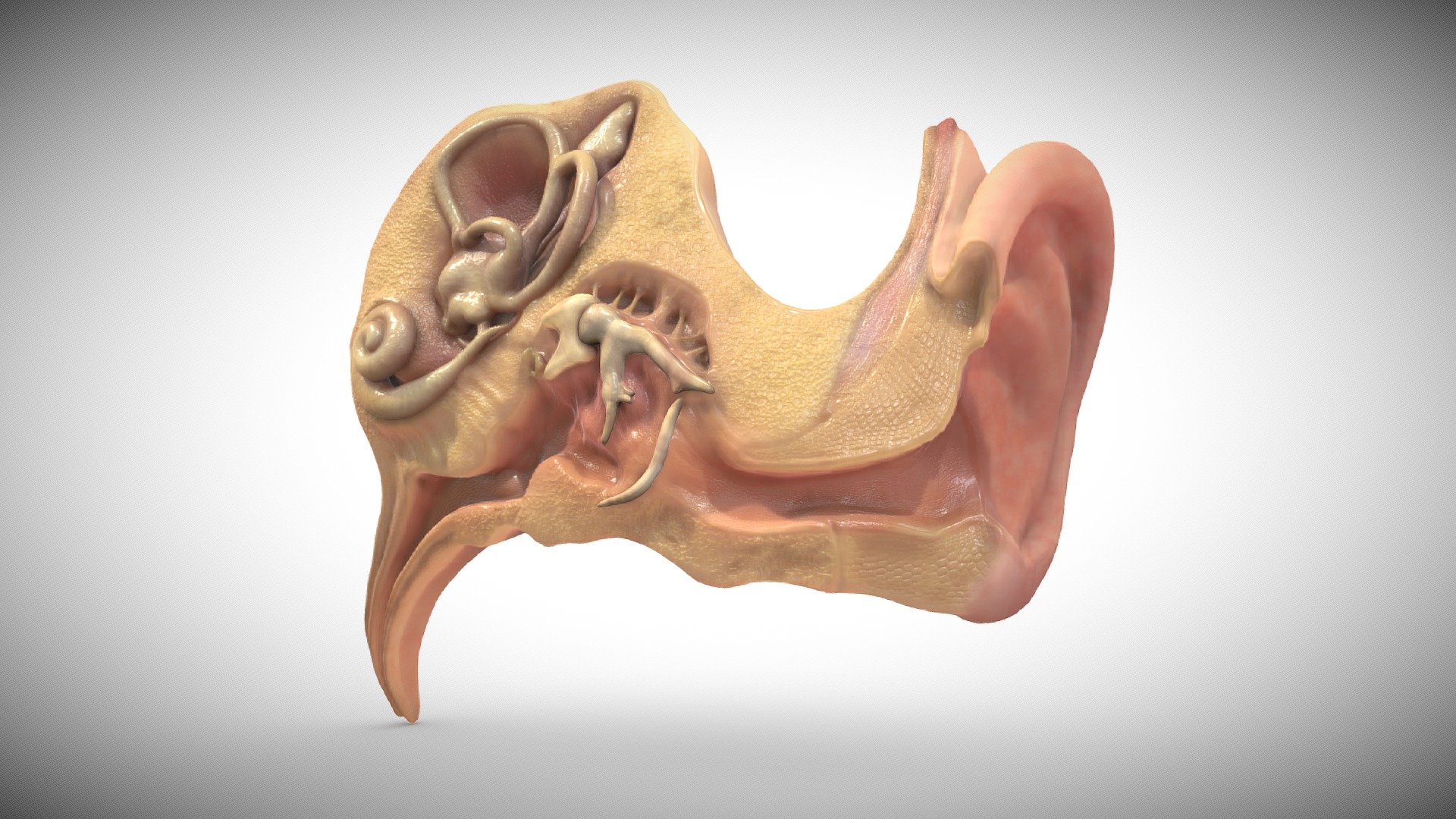 Fetal ear cross-section week sixteen 3d model