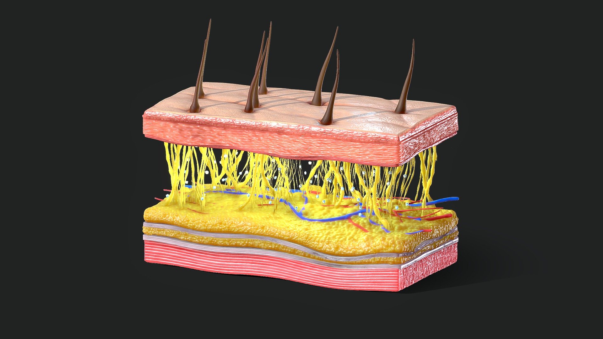 Skin Cross Section 3d model