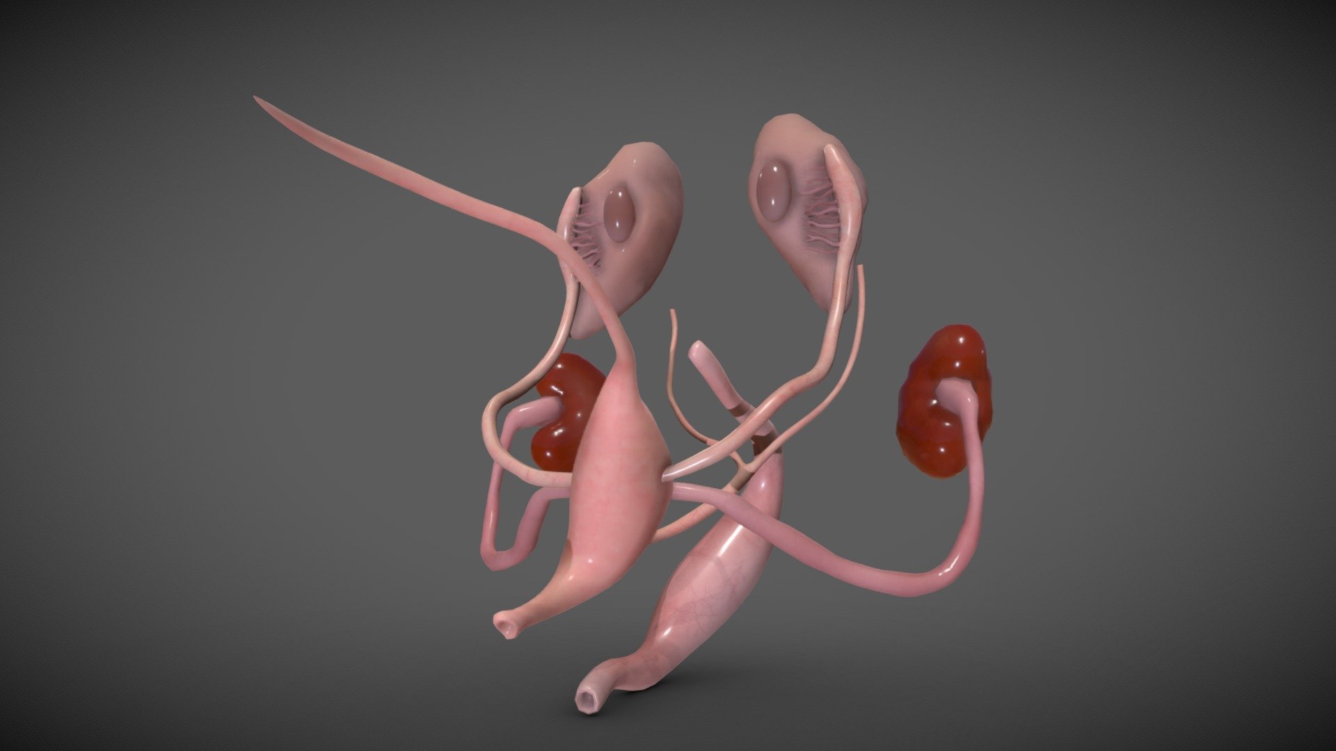 Fetal reproductive system week eight 3d model