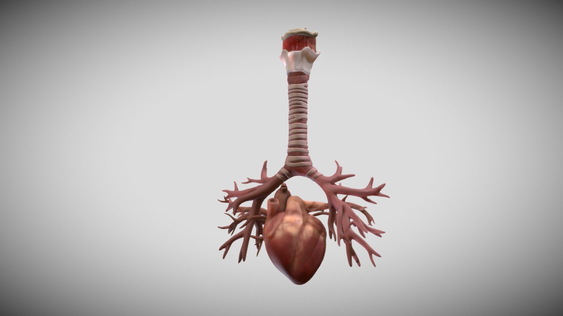 Heart Broncioloe Airways Week Sixteen 3d model