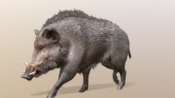 Boar Walkcycle Animated