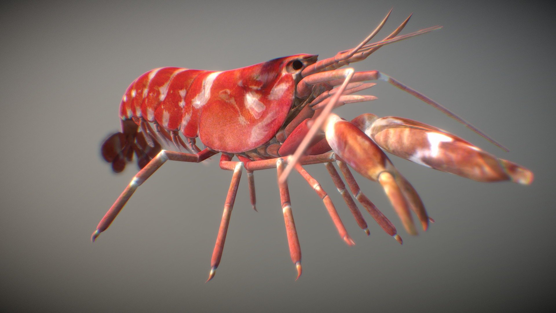 Pistol Shrimp 3d model