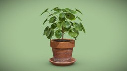 [FREE] Pilea Peperomioides Terracotta pot