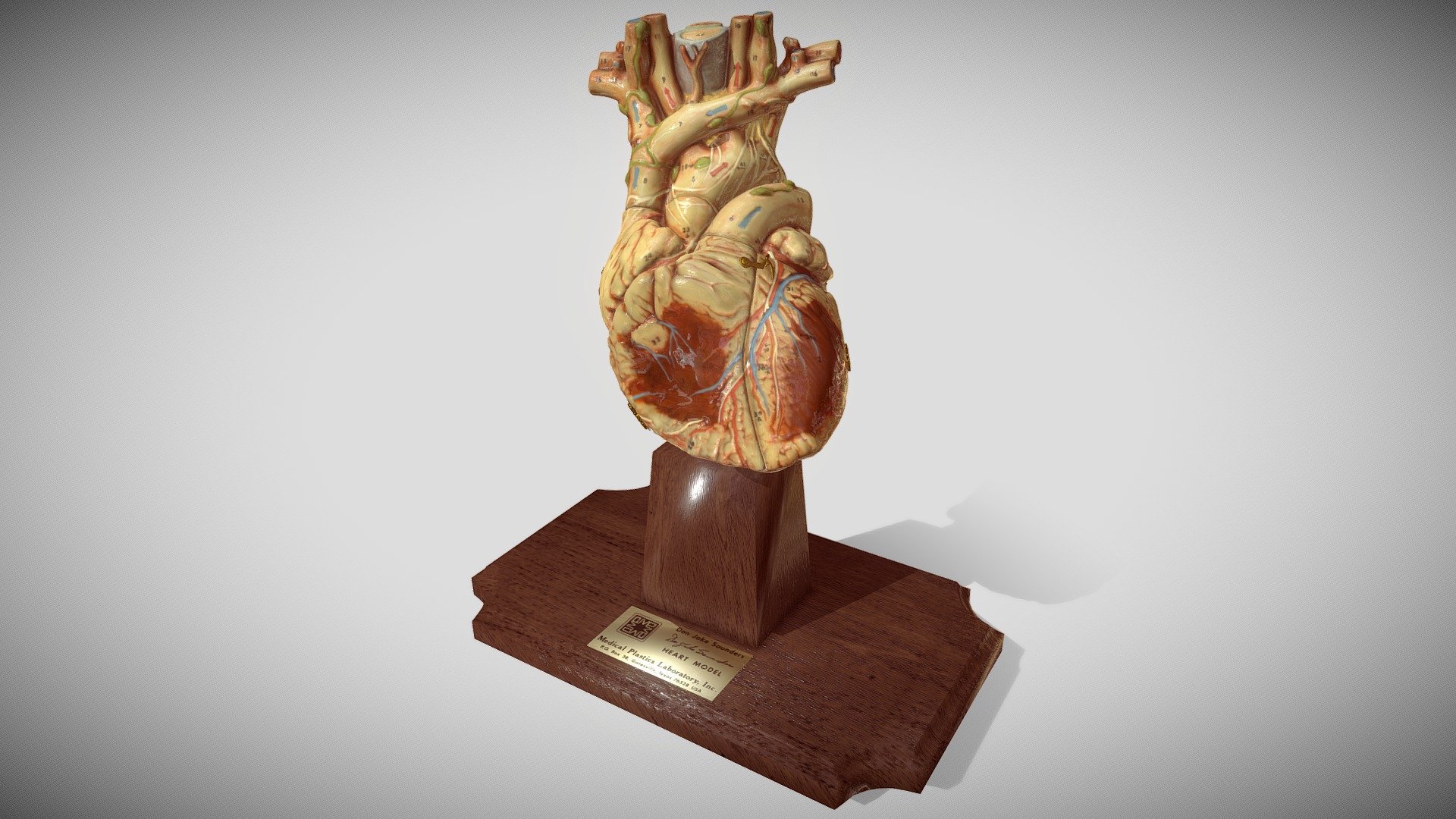 Antique Heart Model for Studying 3d model