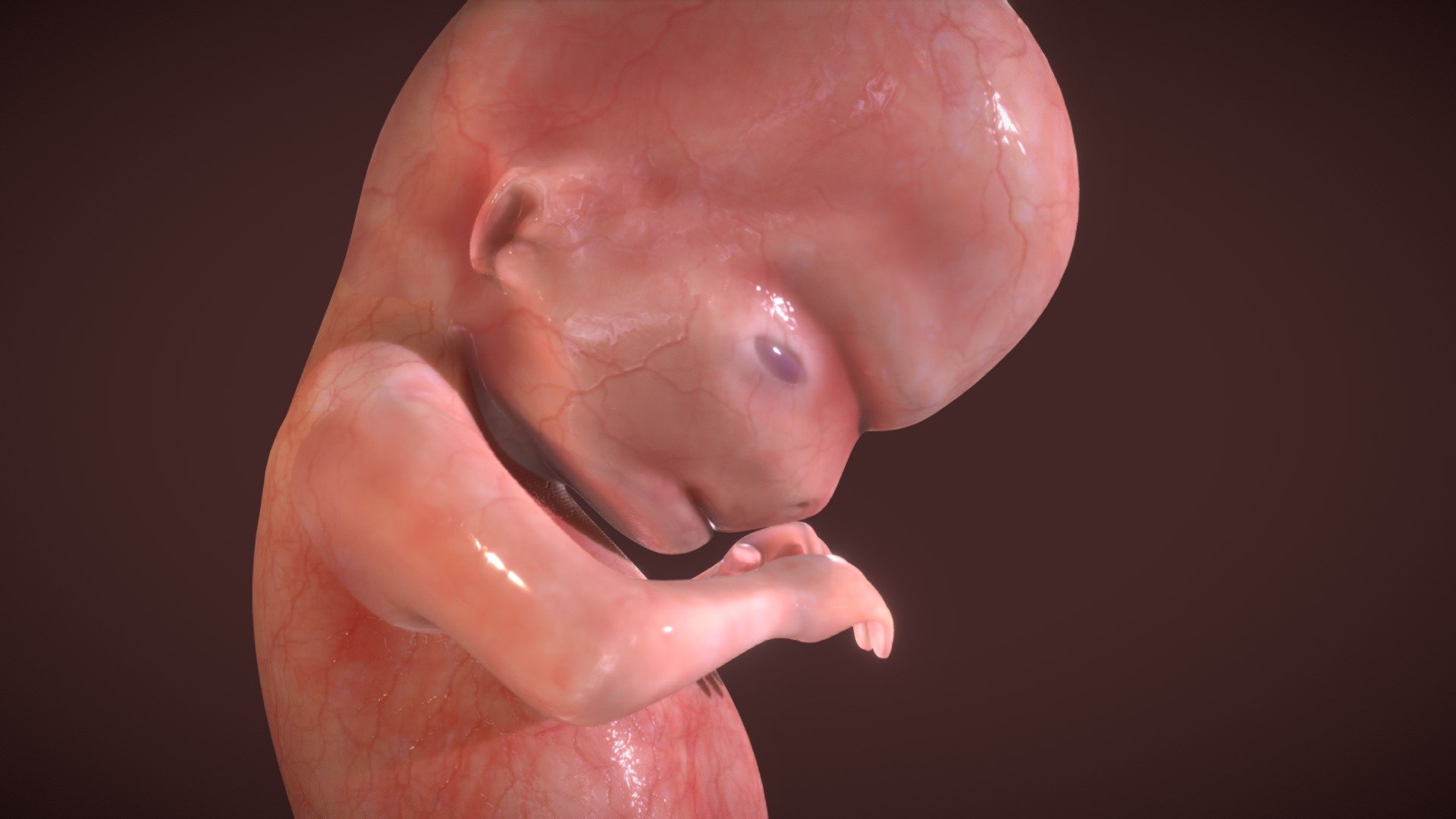 Fetus Week Eight (8) 3d model