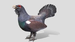 Capercaillie