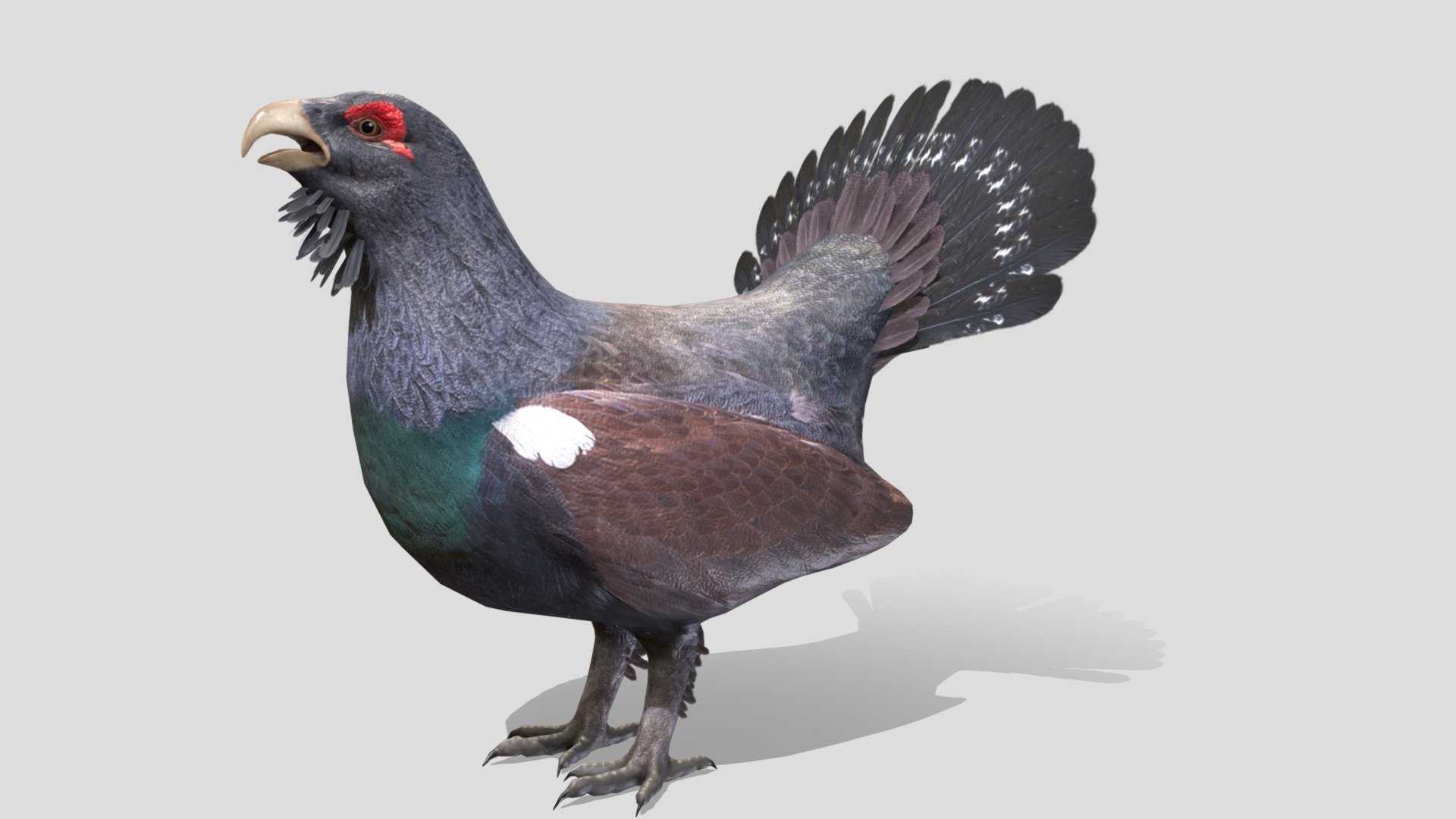 Capercaillie 3d model