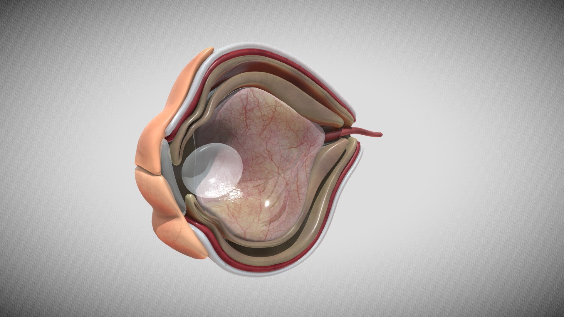 Fetal eye cross section week sixteen 3d model