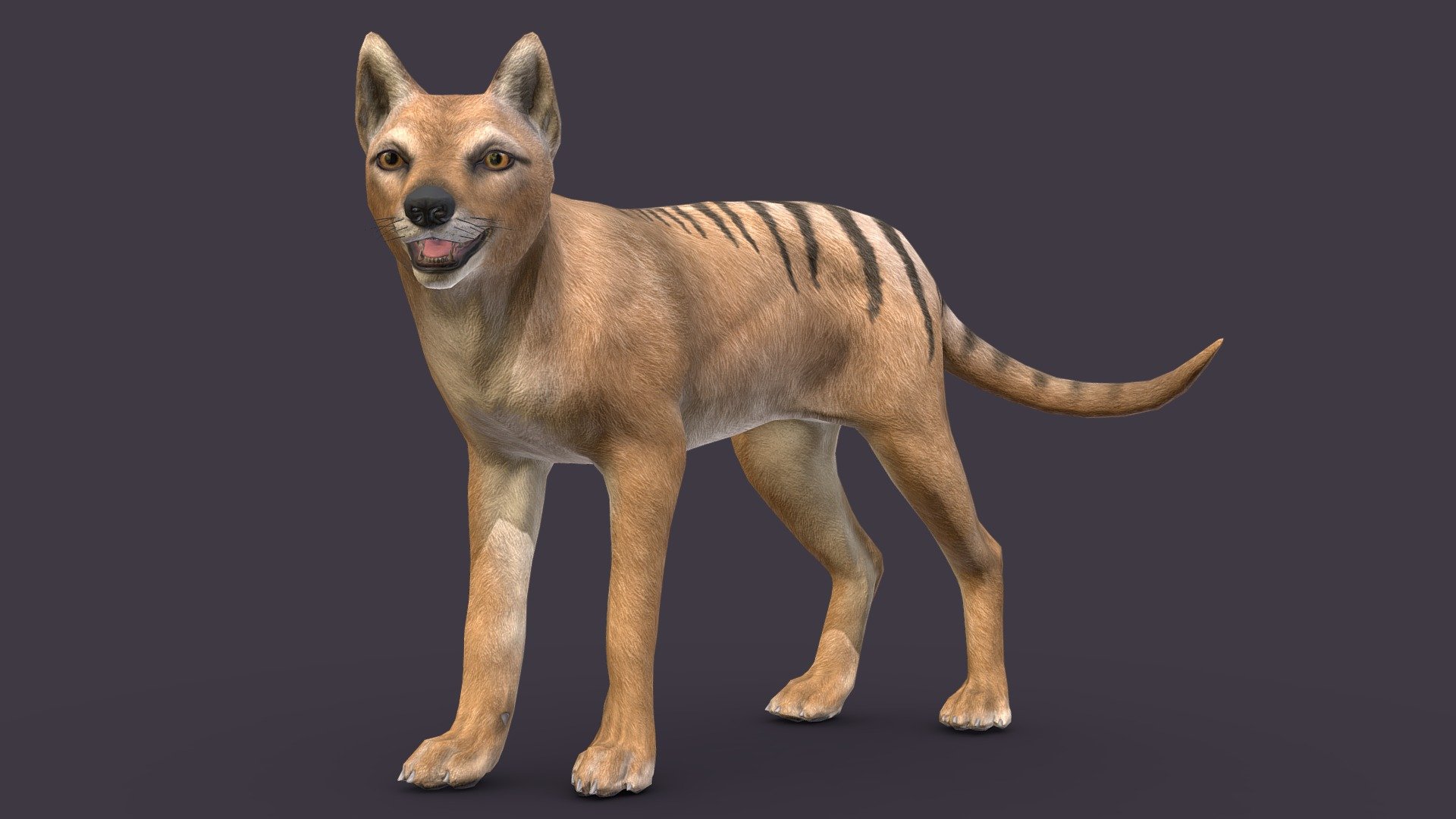 Marsupial wolf 3d model