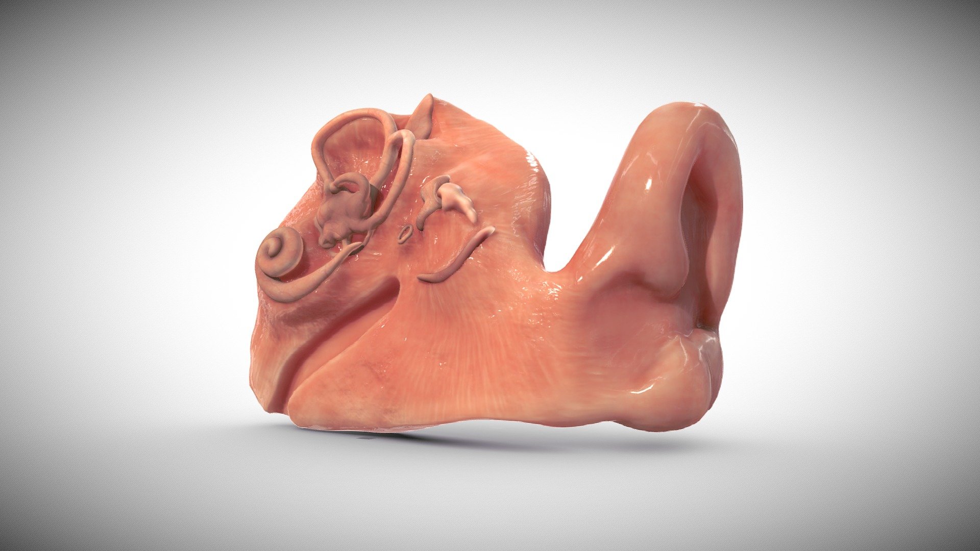 Fetal ear cross-section week eight 3d model