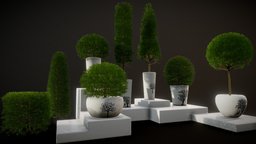 Boxwood Bush Pack with Pots