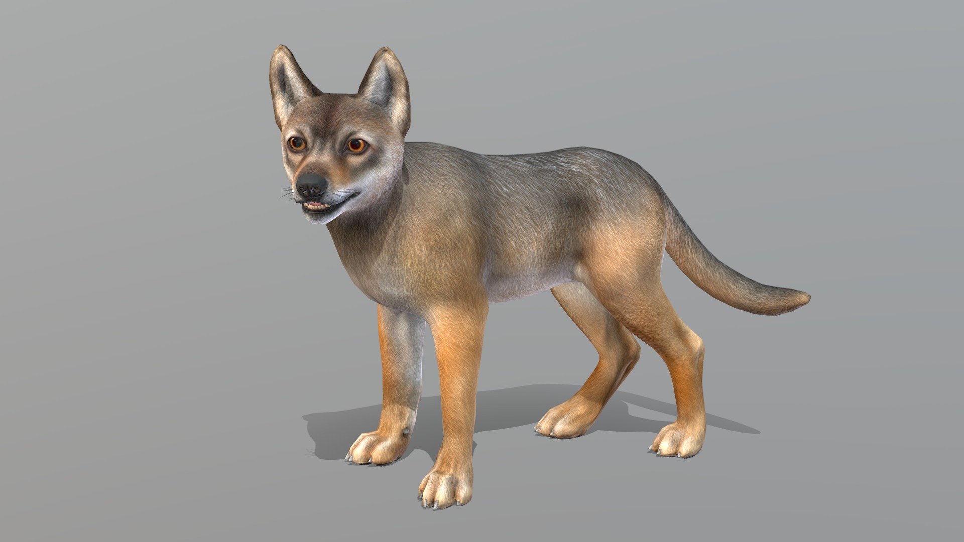 Wolf Cub textures 3d model