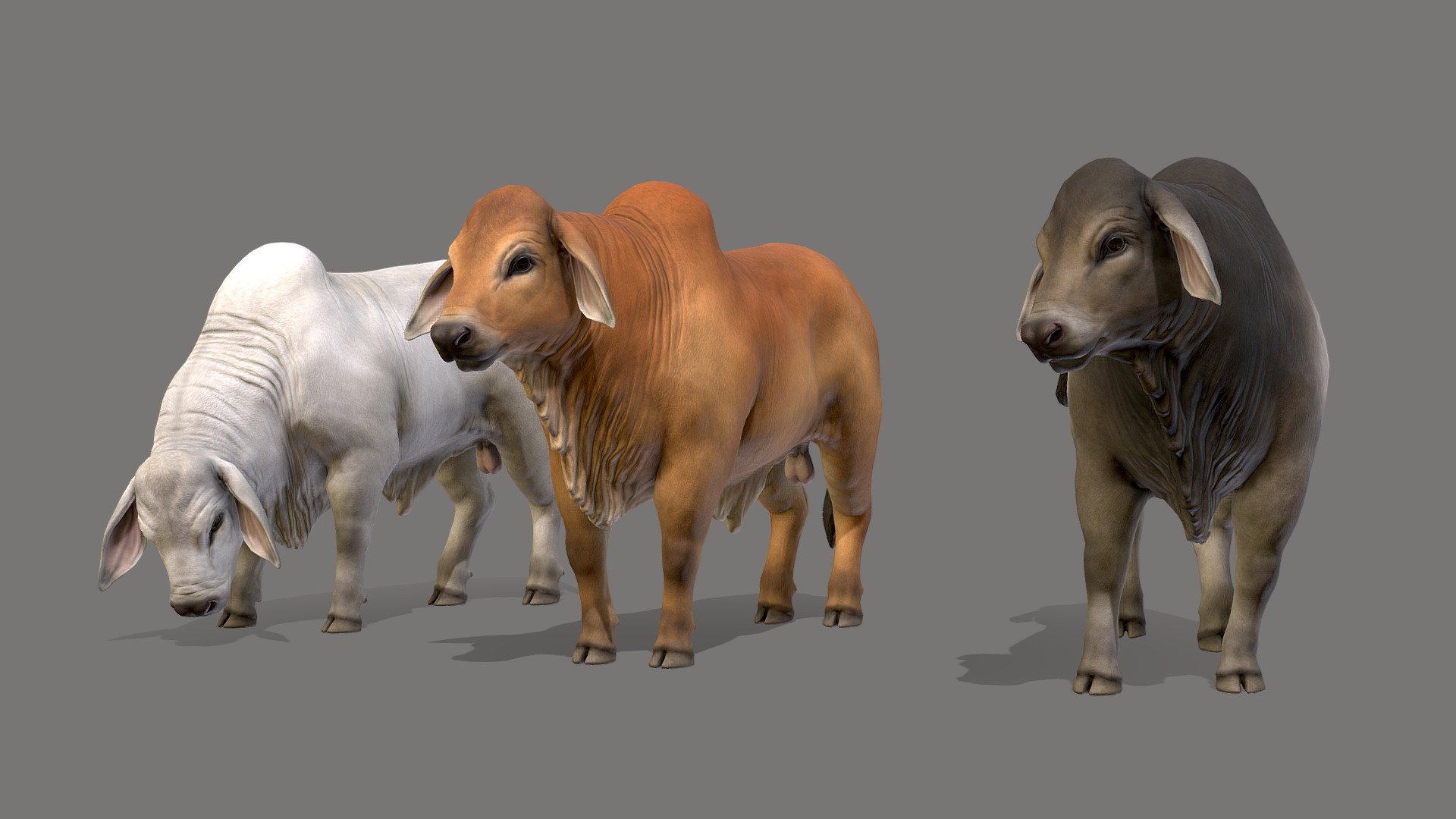 Brahman Bulls 3d model