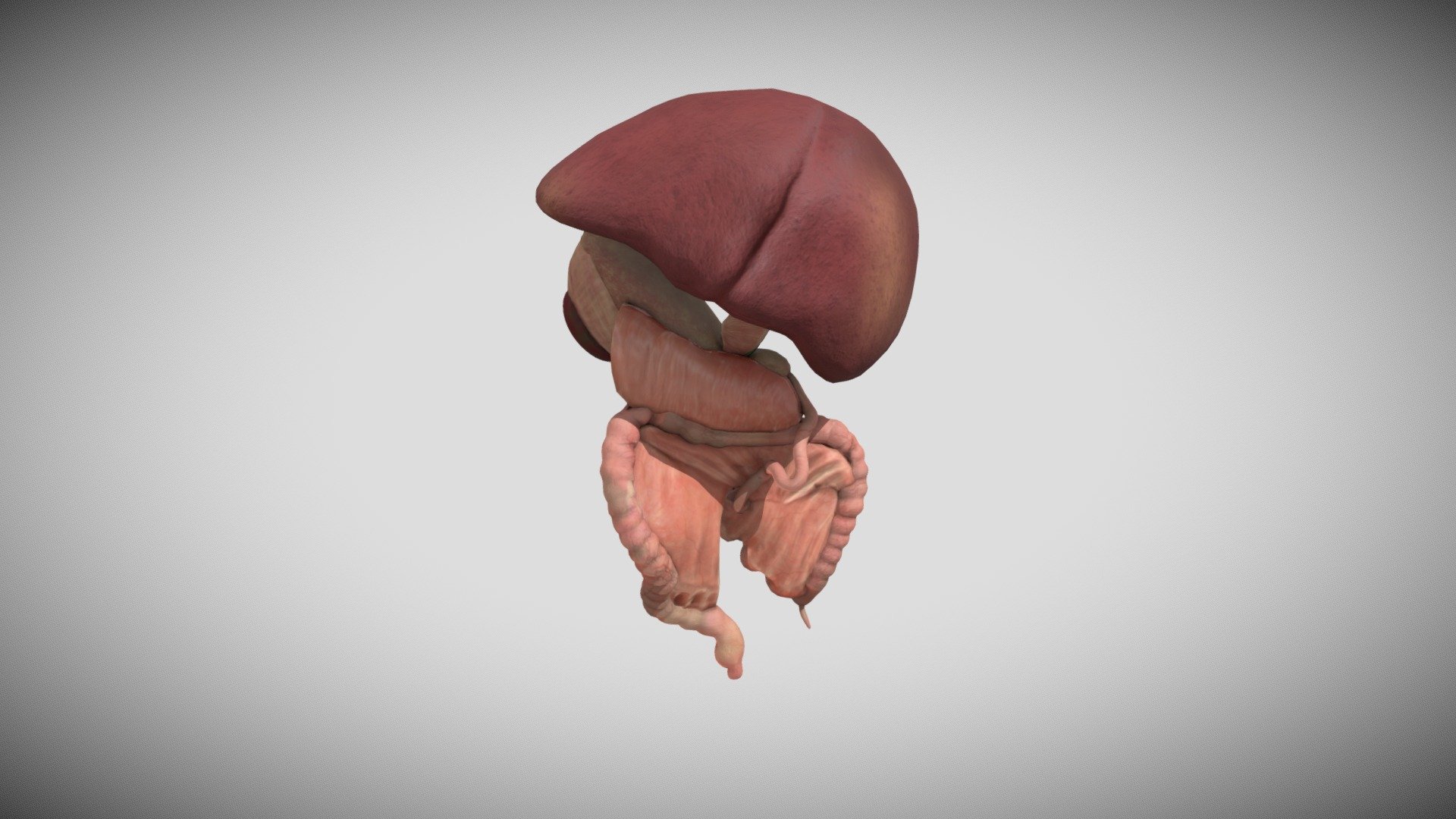 Fetal digestive system week sixteen (week 16) 3d model