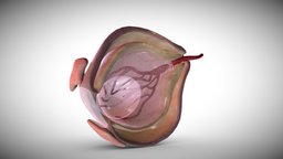 Fetal eye cross-section week eight