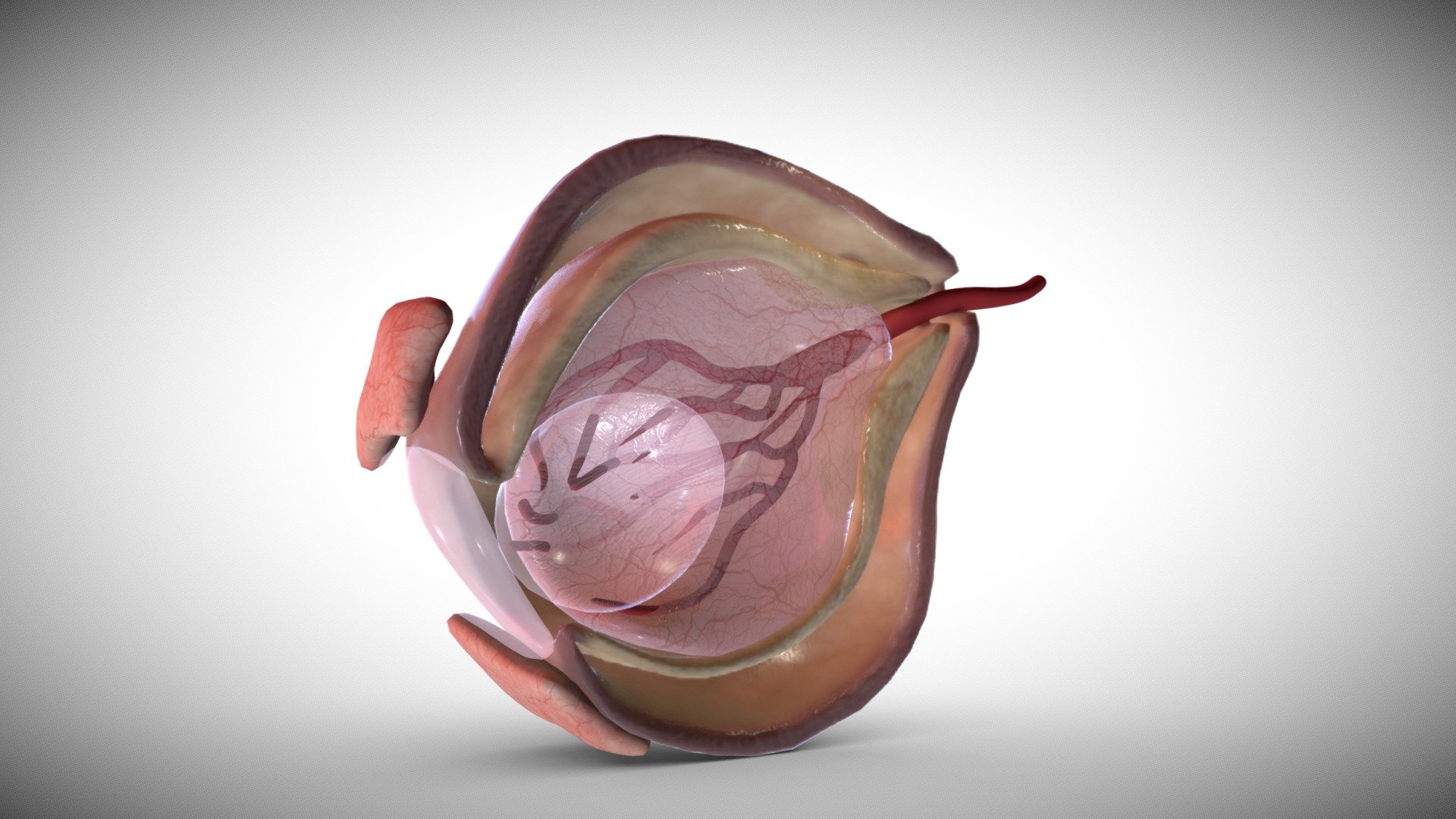 Fetal eye cross-section week eight 3d model