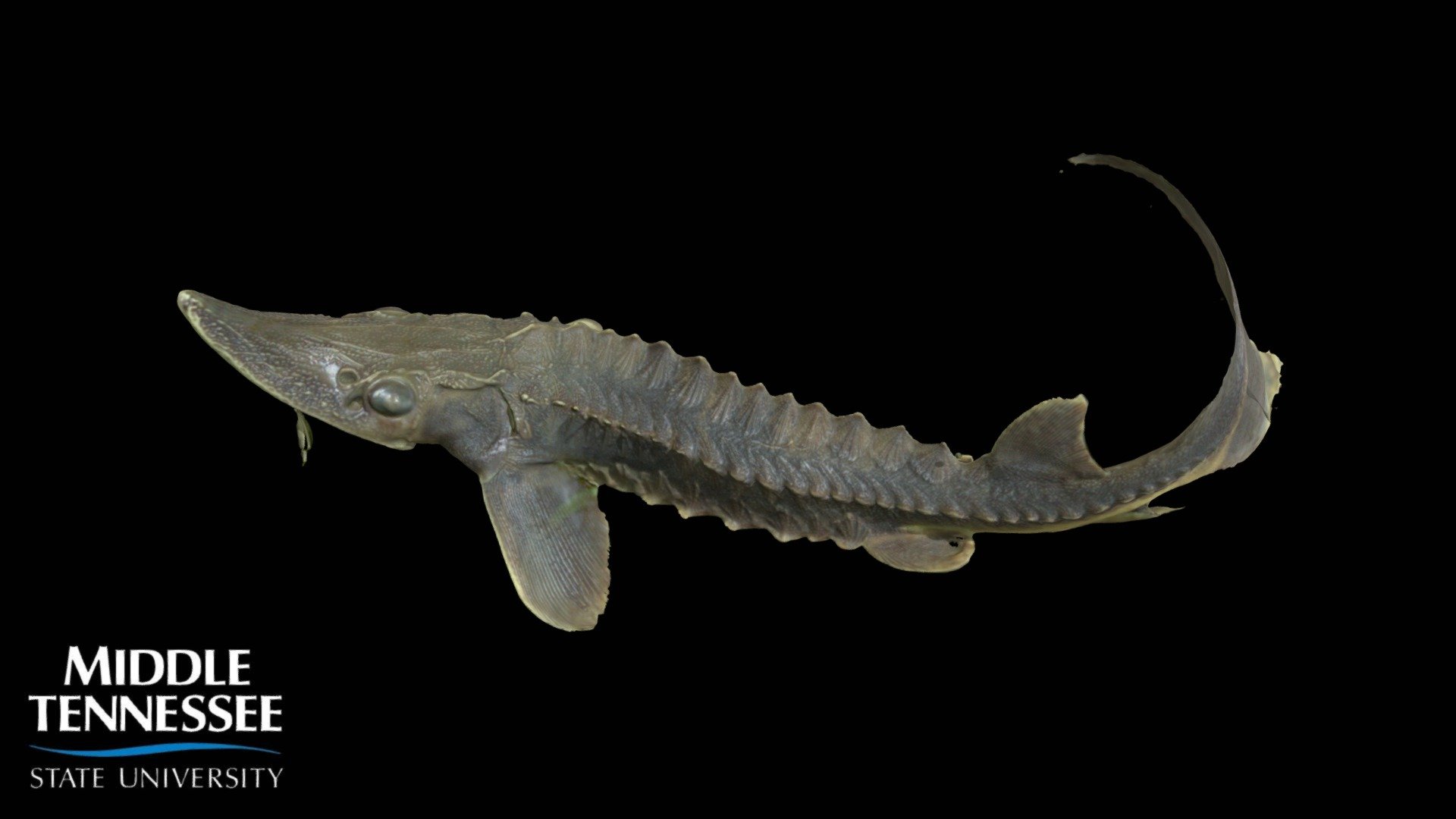 Lake Sturgeon 3d model