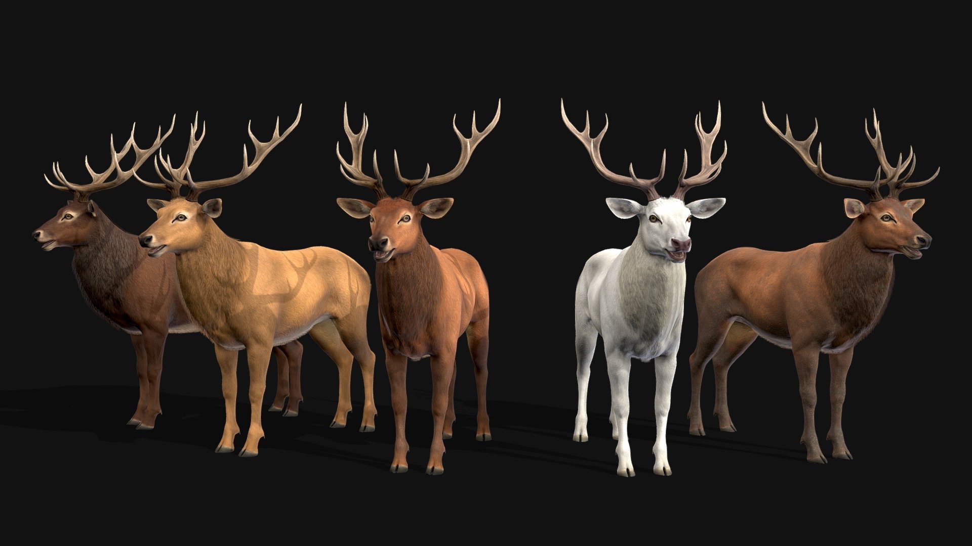 Deers 3d model