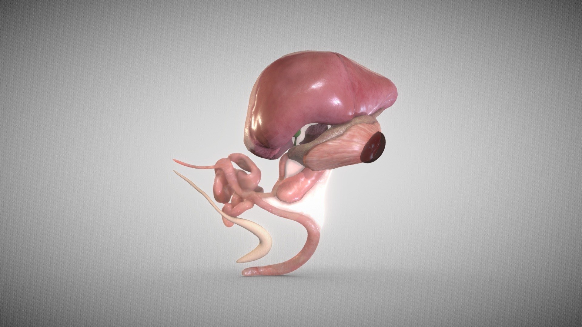 Fetal digestive system week Eight 3d model