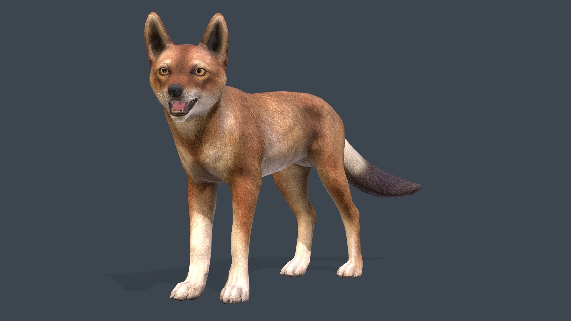 Ethiopian wolf 3d model