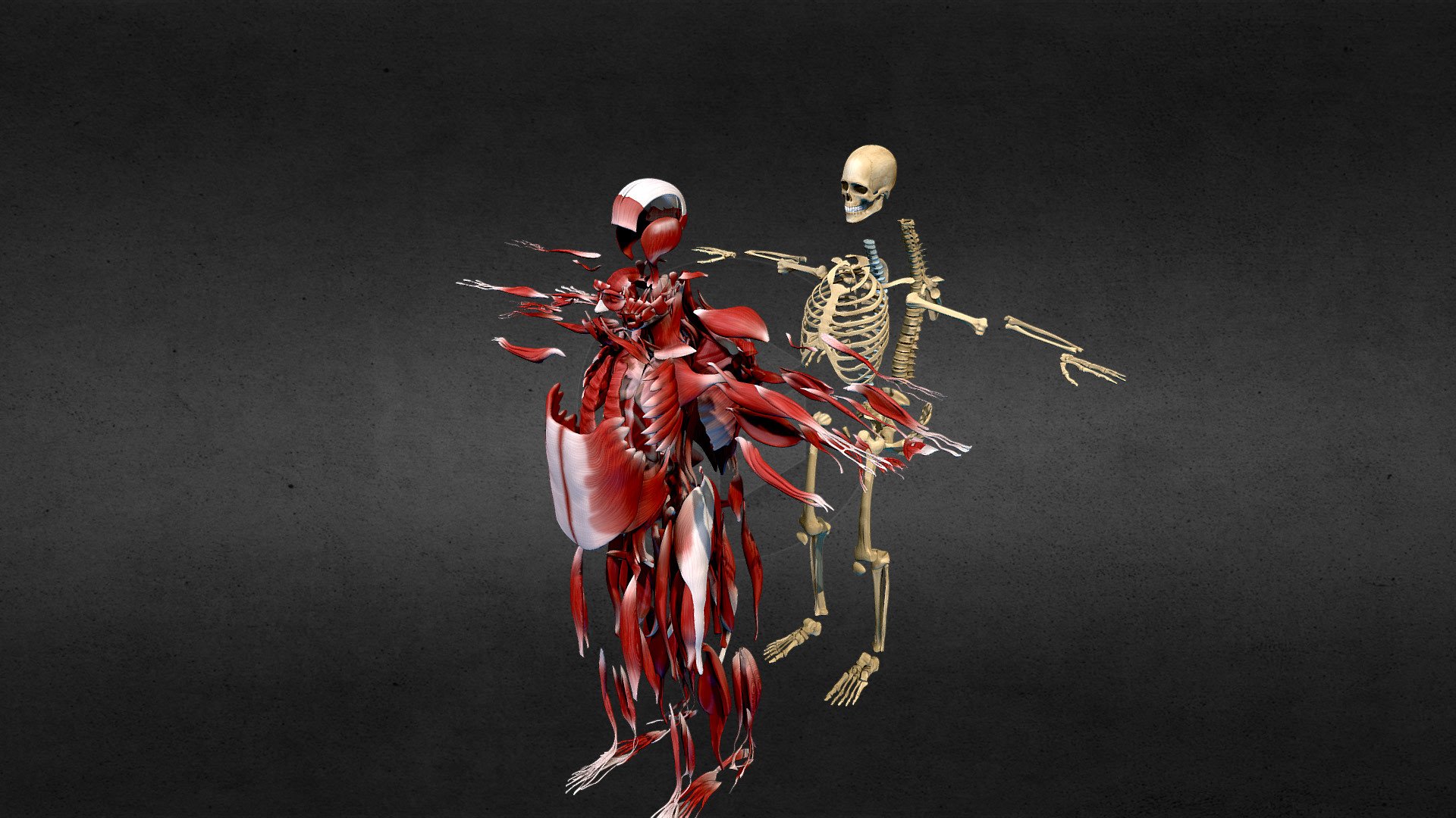 Matt G: muscles and Bones Anatomy body 3d model