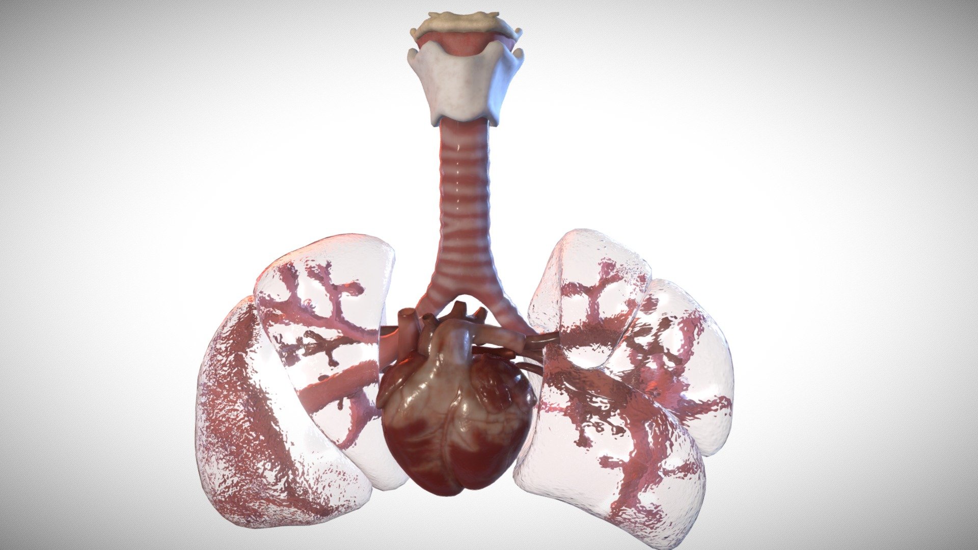 Heart and lung week Eight 3d model