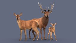 Red Deer Family