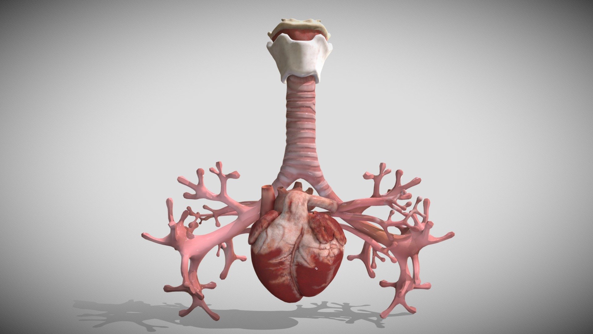 Heart Bronchiole Airways Week Eight (8) 3d model