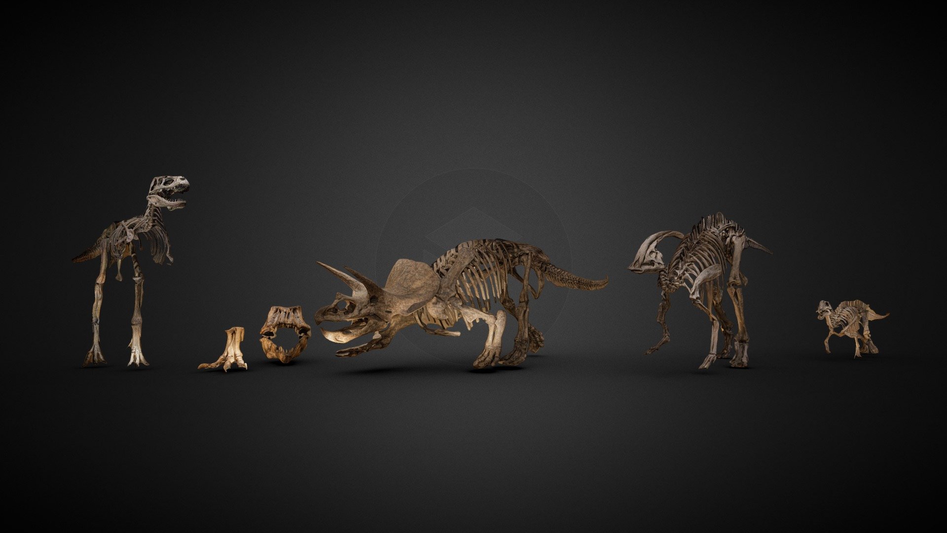 Late Cretaceous Fossils 3d model