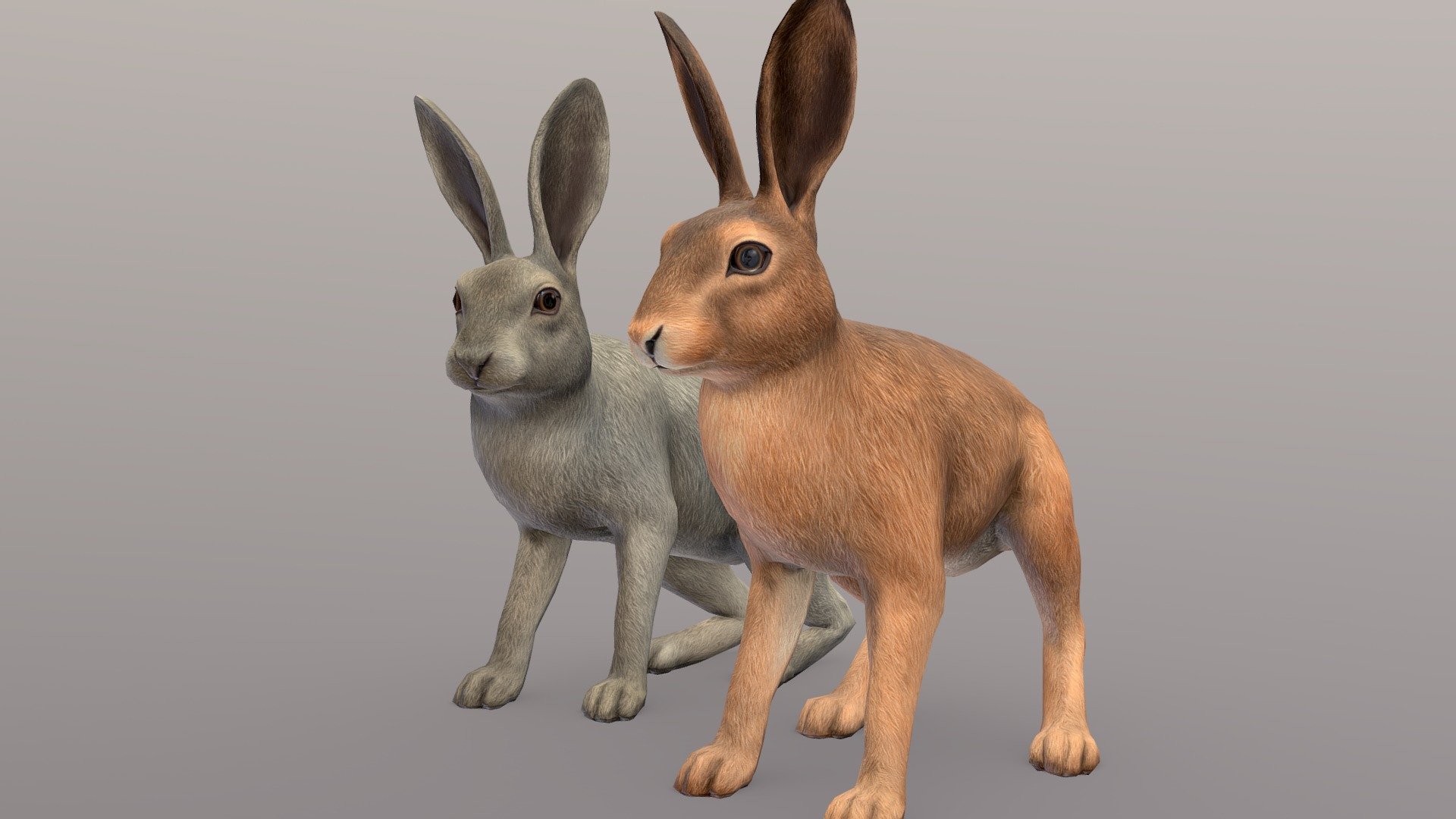 Hare textures 3d model