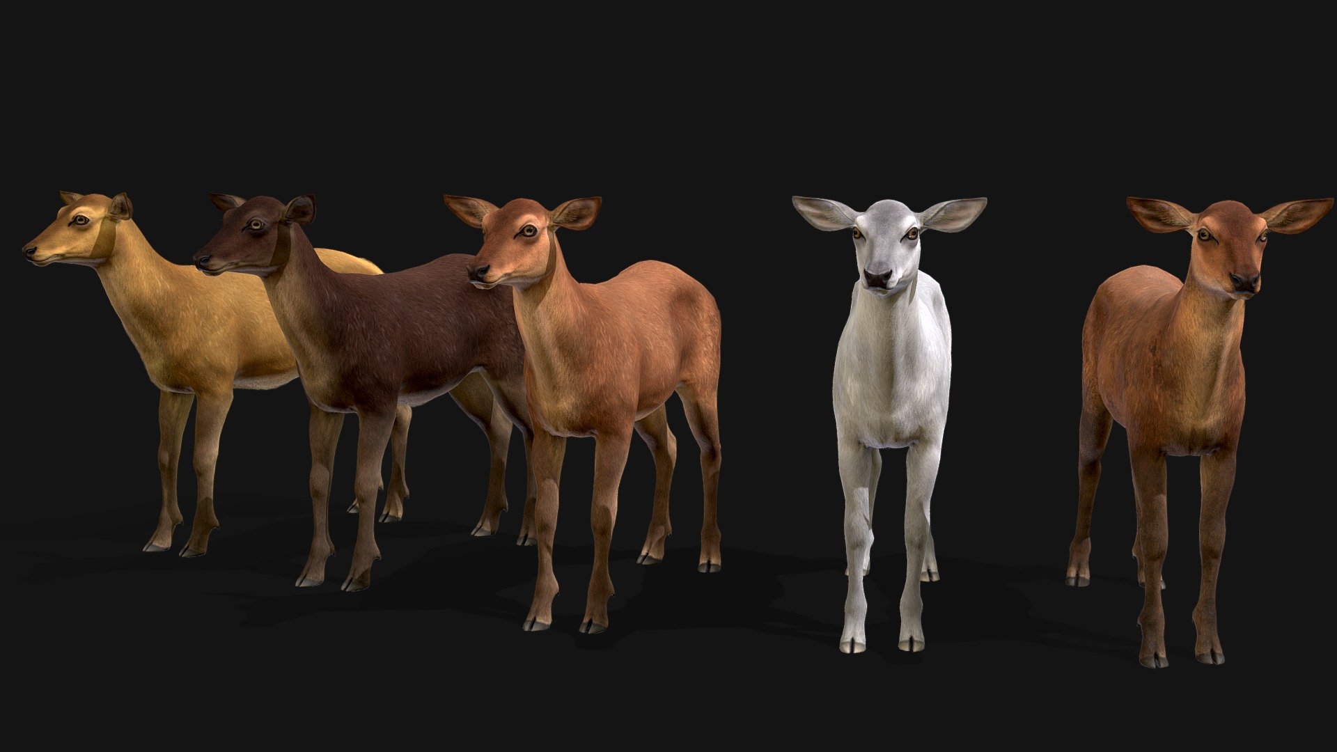 Deer Doe 3d model