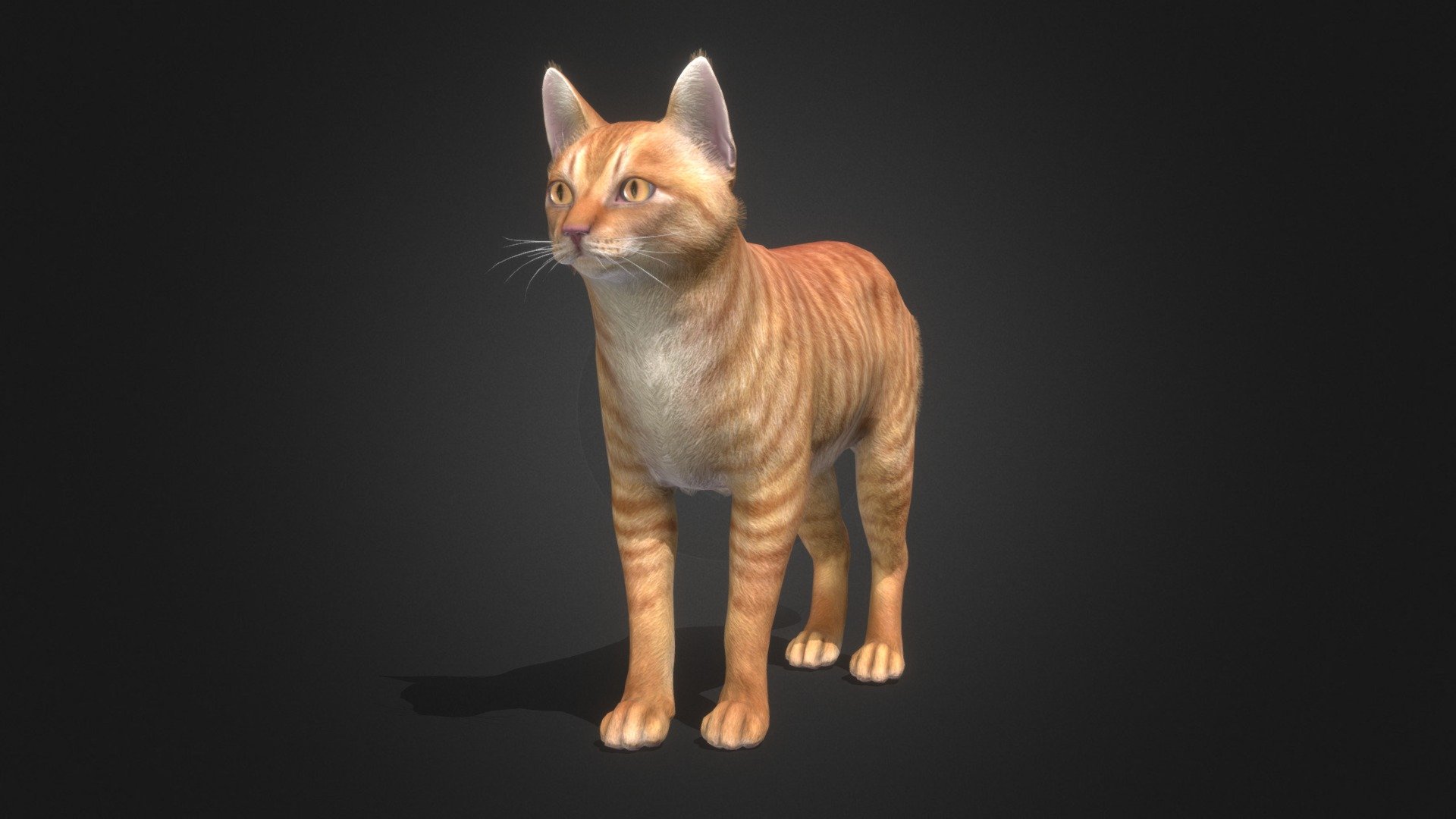 Cat Simple 3d model