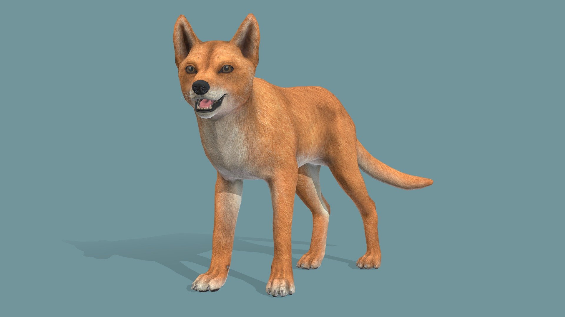 Dingo 3d model