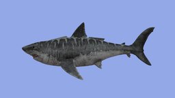 Megalodon