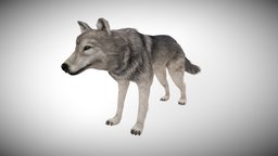 WOLF ANIMATED