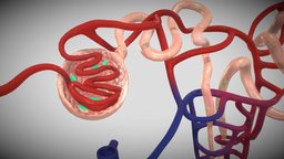 Nephron with clusters