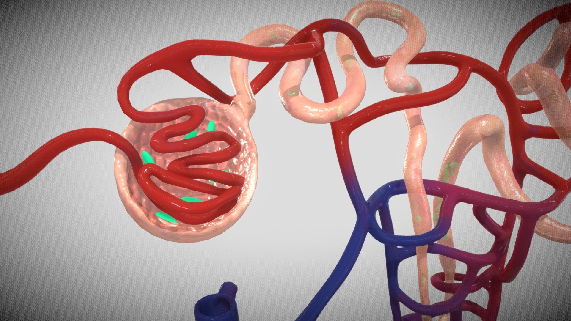 Nephron with clusters 3d model