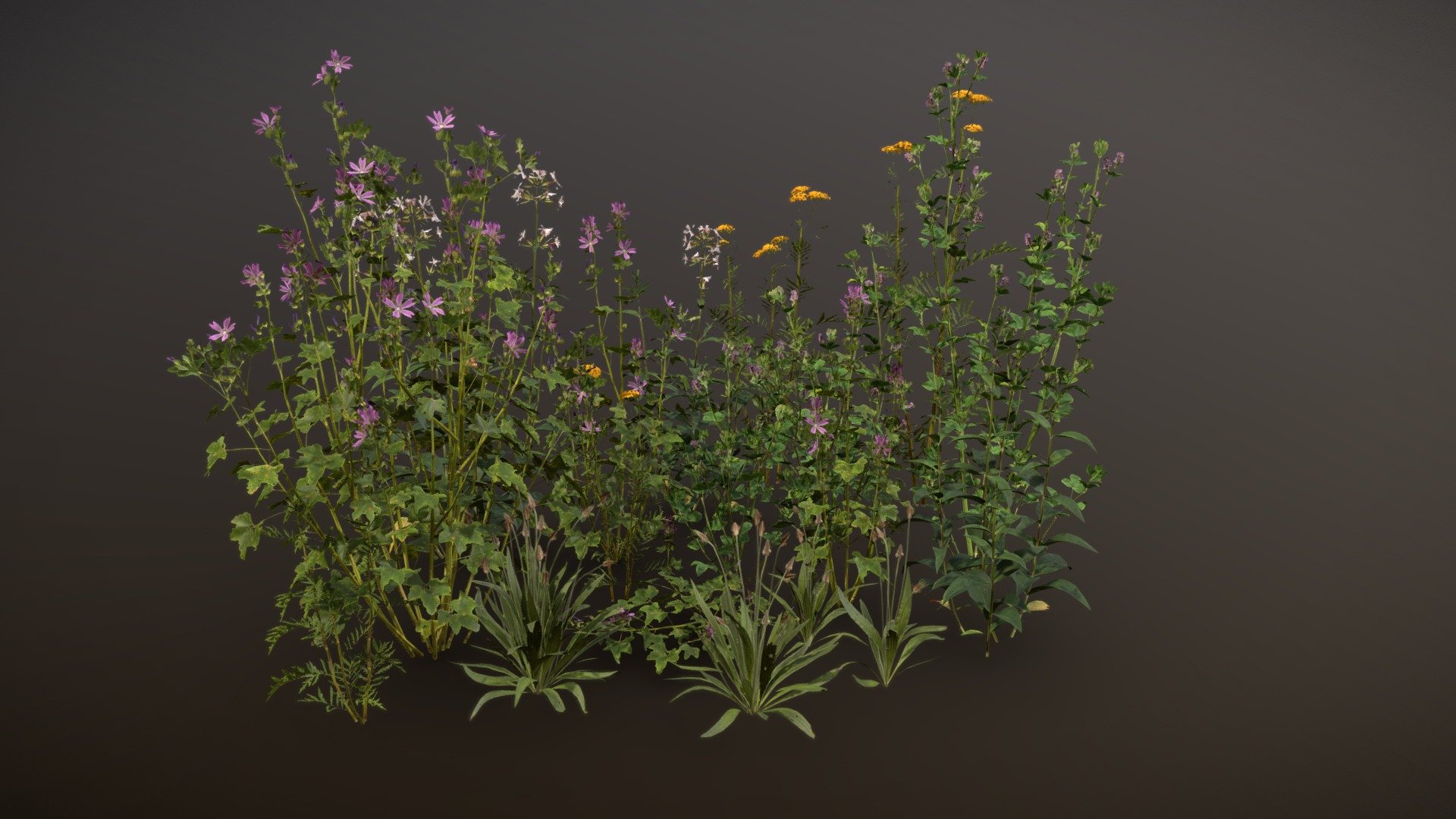 Meadow Plants 01 3d model