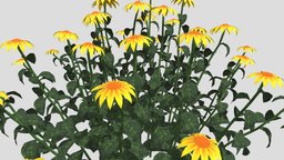 Echinacea Flower 3d model