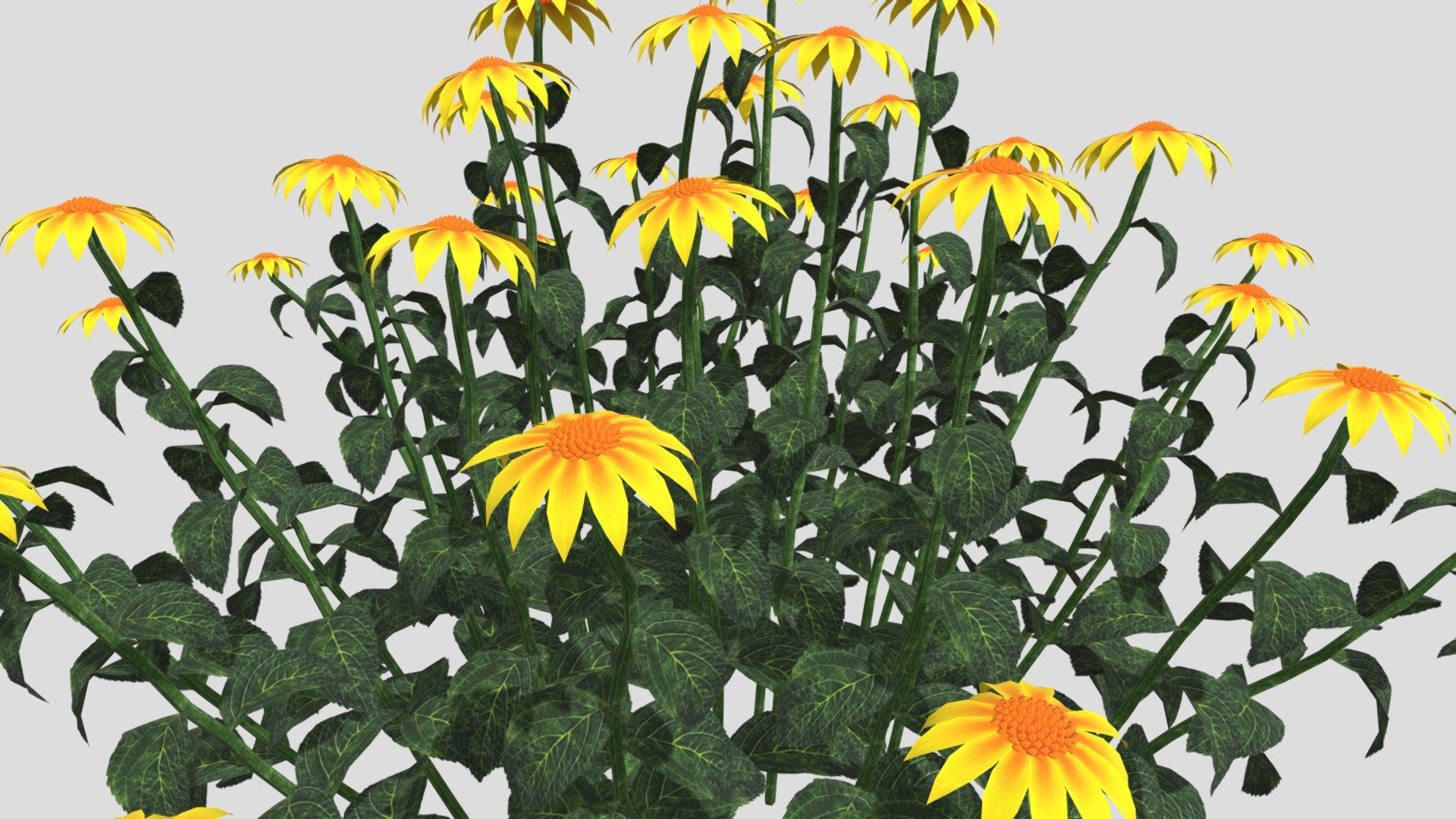 Echinacea Flower 3d model 3d model