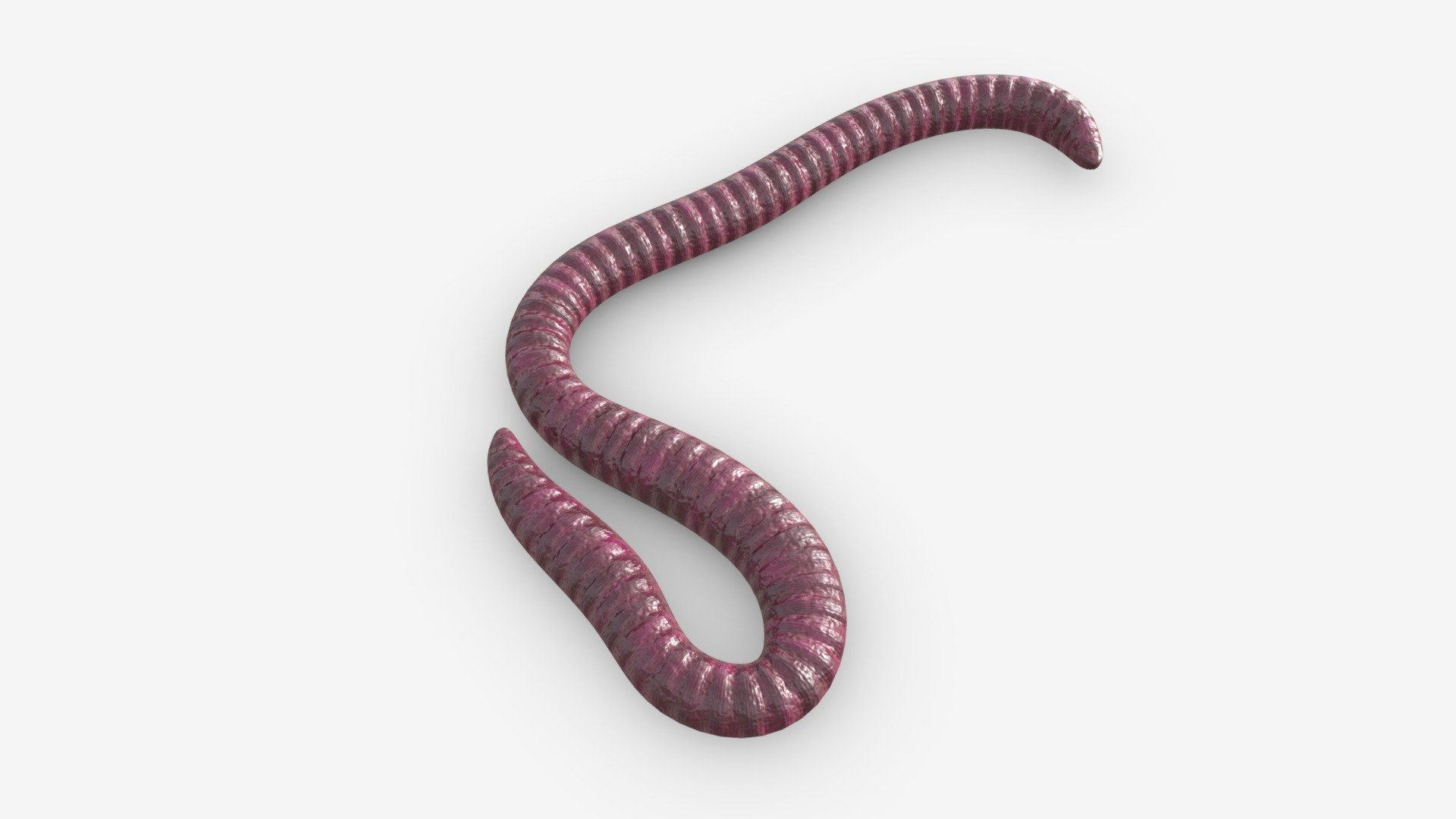 Red worm 01 3d model