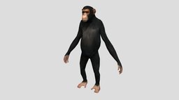 Chimp Rig