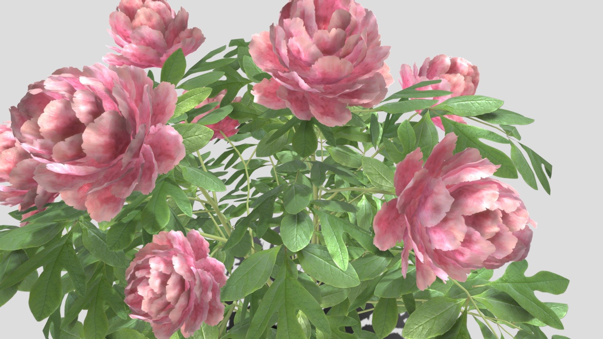 Peony 3d model