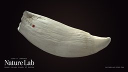 Sperm Whale Tooth