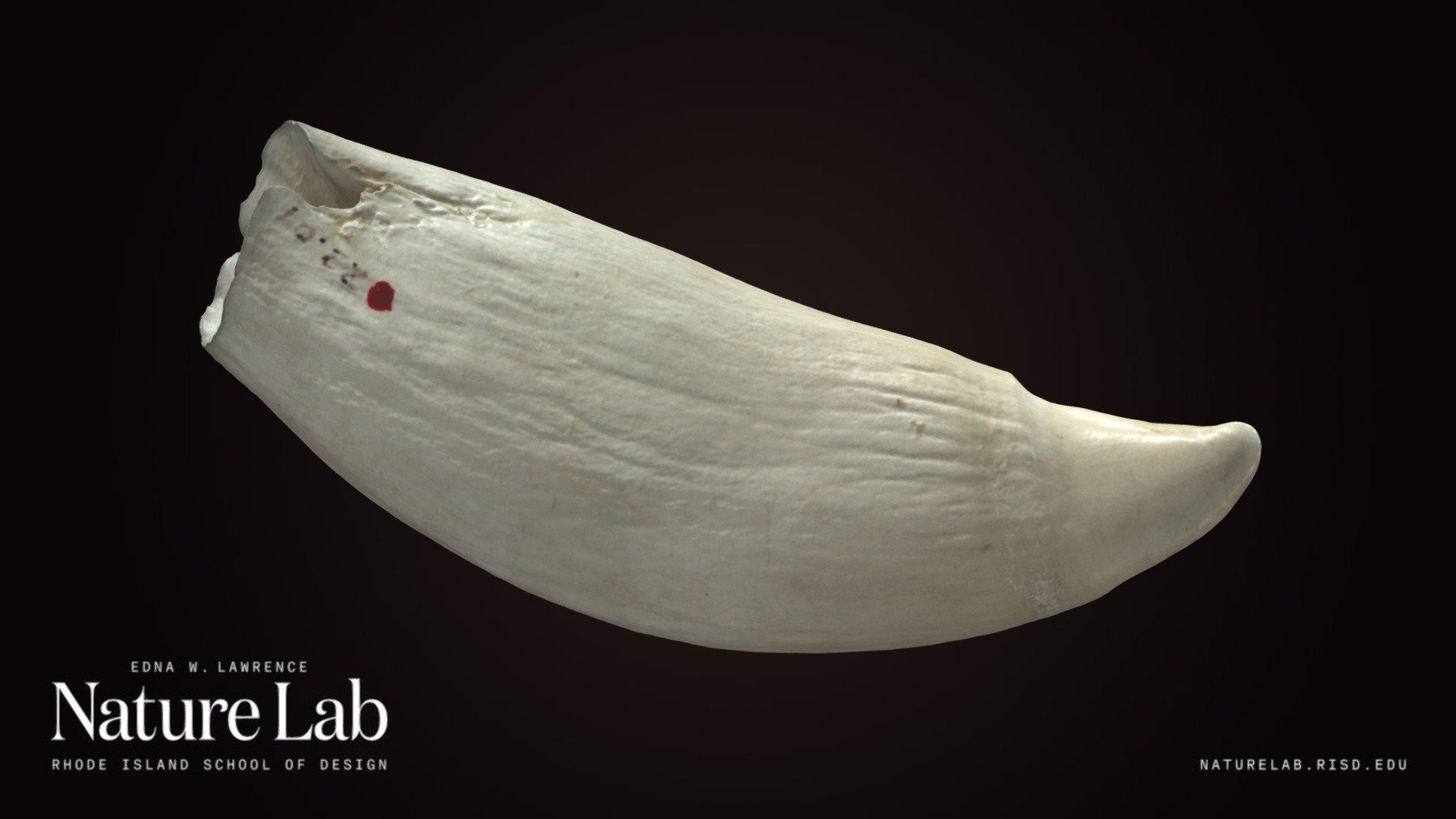 Sperm Whale Tooth 3d model