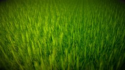 Green Field