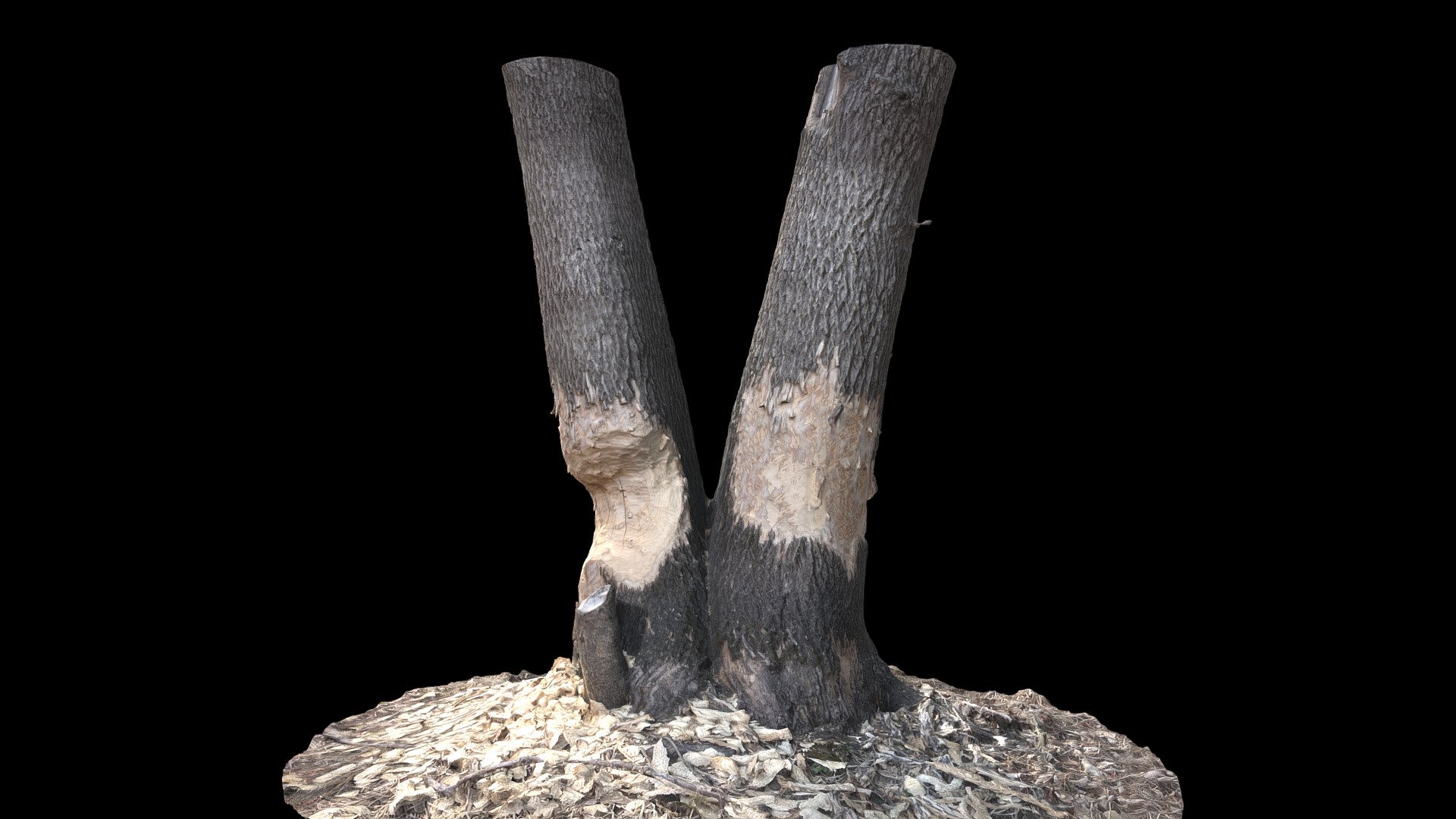 Beaver Gnawed Trees, Pucketville, Wisconsin 3d model