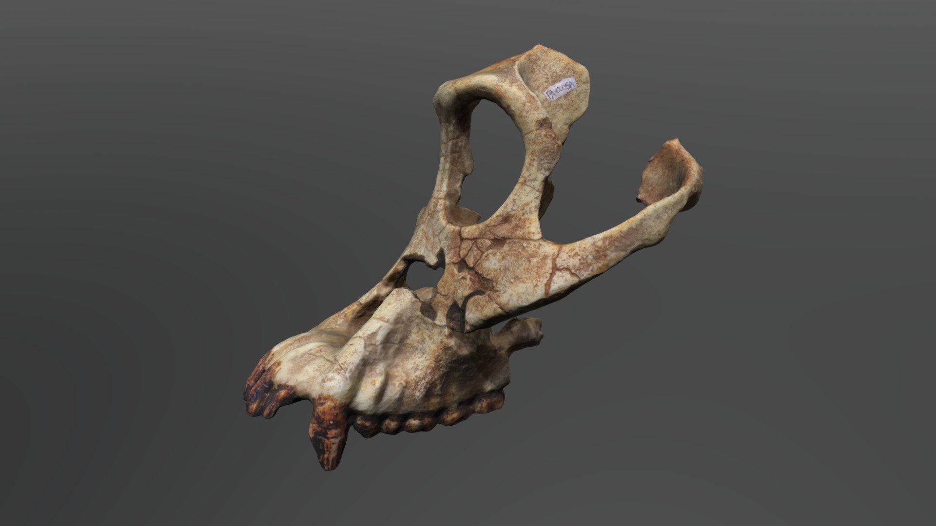 Sivapithecus indicus Cranium 3d model